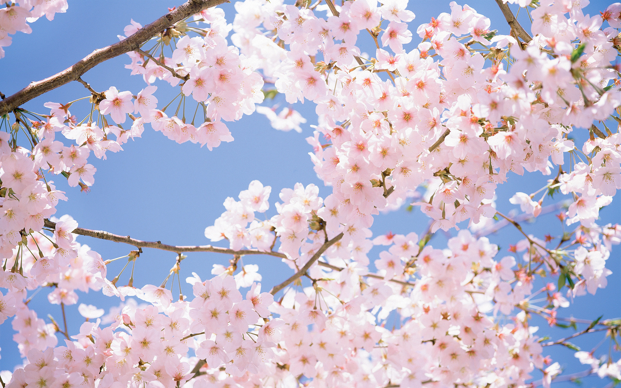 White Flowers Wallpaper