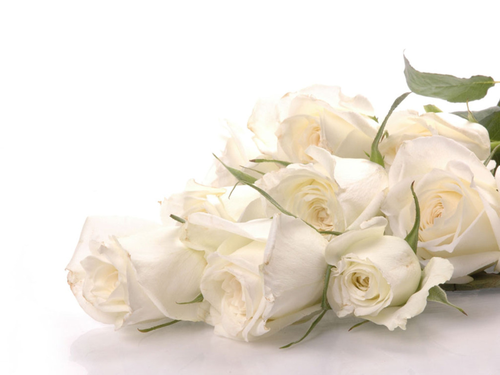 White Rose Wallpaper Desktop 1024x768