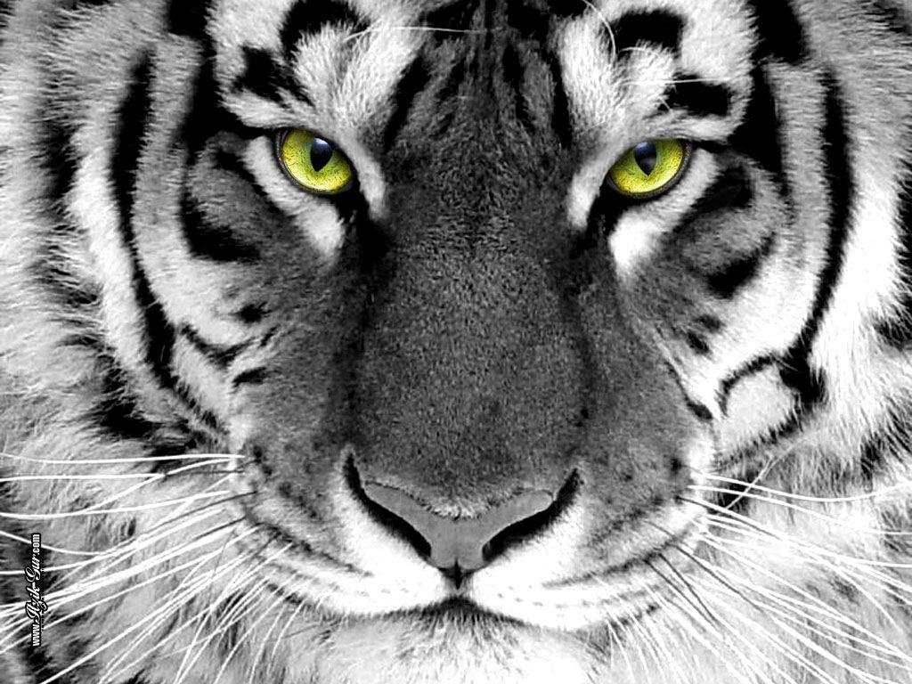 White Tiger Yellow Eyes Wallpaper