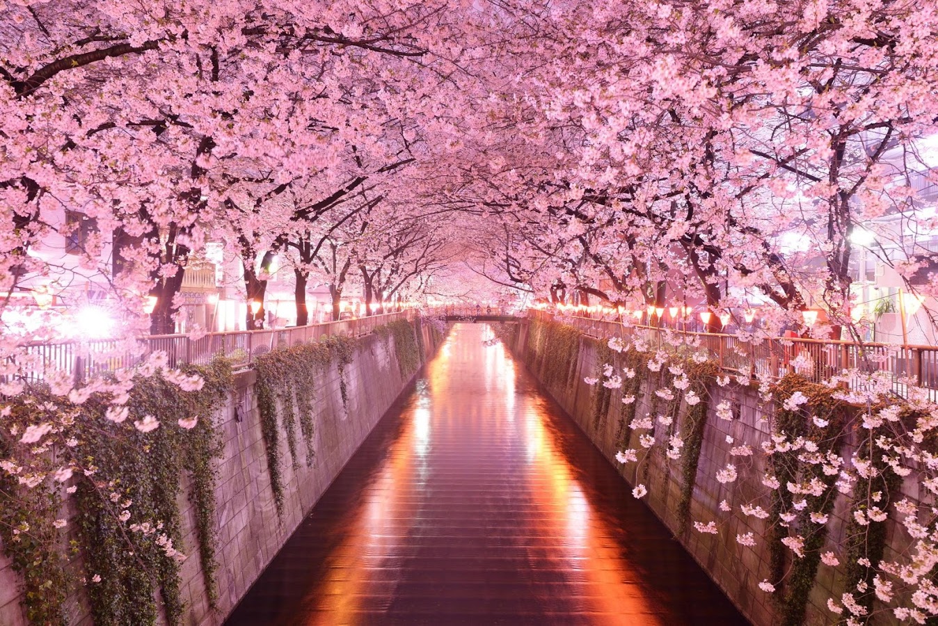 Wonderful Pink Cherry Blossom 1348x900