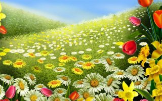Daisy Tulip Daffodil Fields Wallpaper