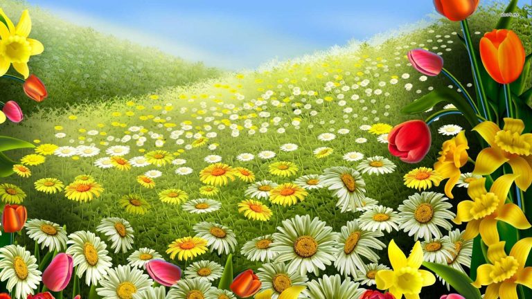 Daisy Tulip Daffodil Fields Wallpaper - Live Wallpaper HD