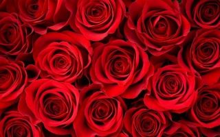 HD Red Rose Wallpaper