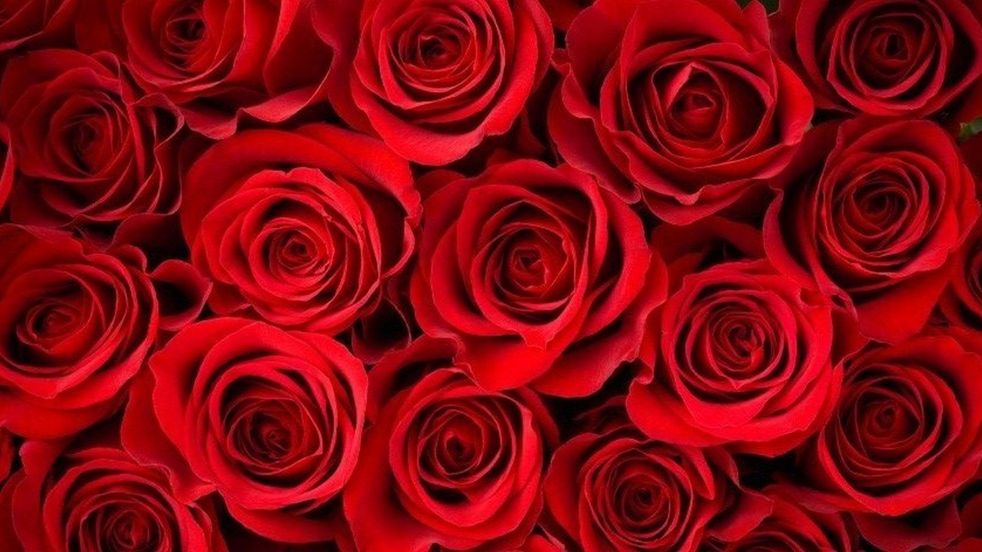 HD Red Rose Wallpaper