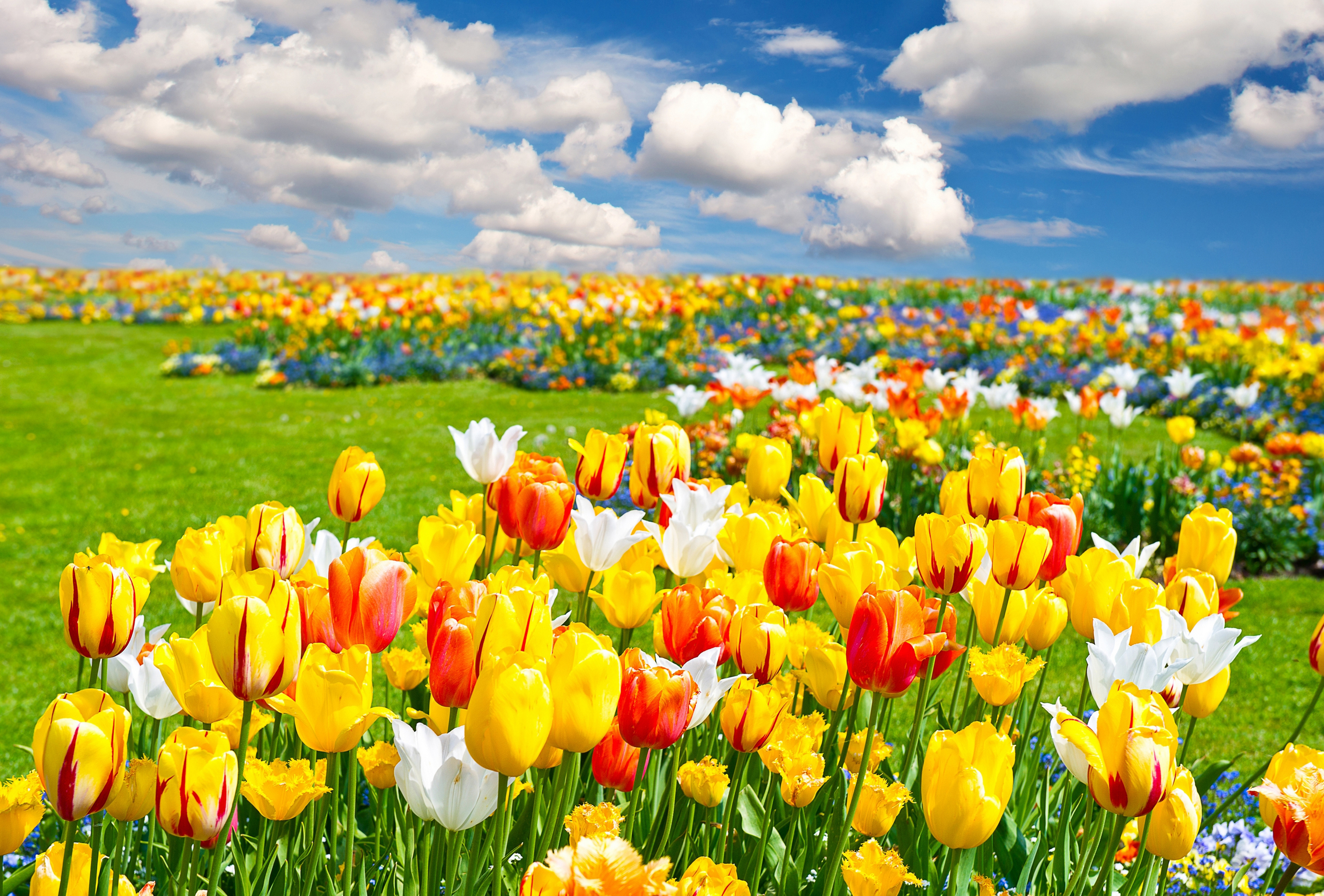 HD Wallpaper Tulip Fields 3850x2606