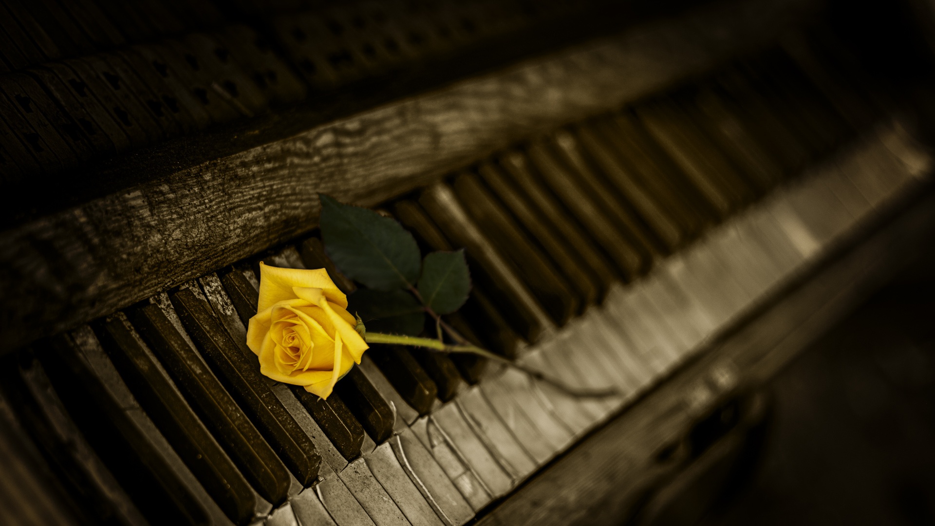 Piano Rose HD Wallpaper 1920x1080