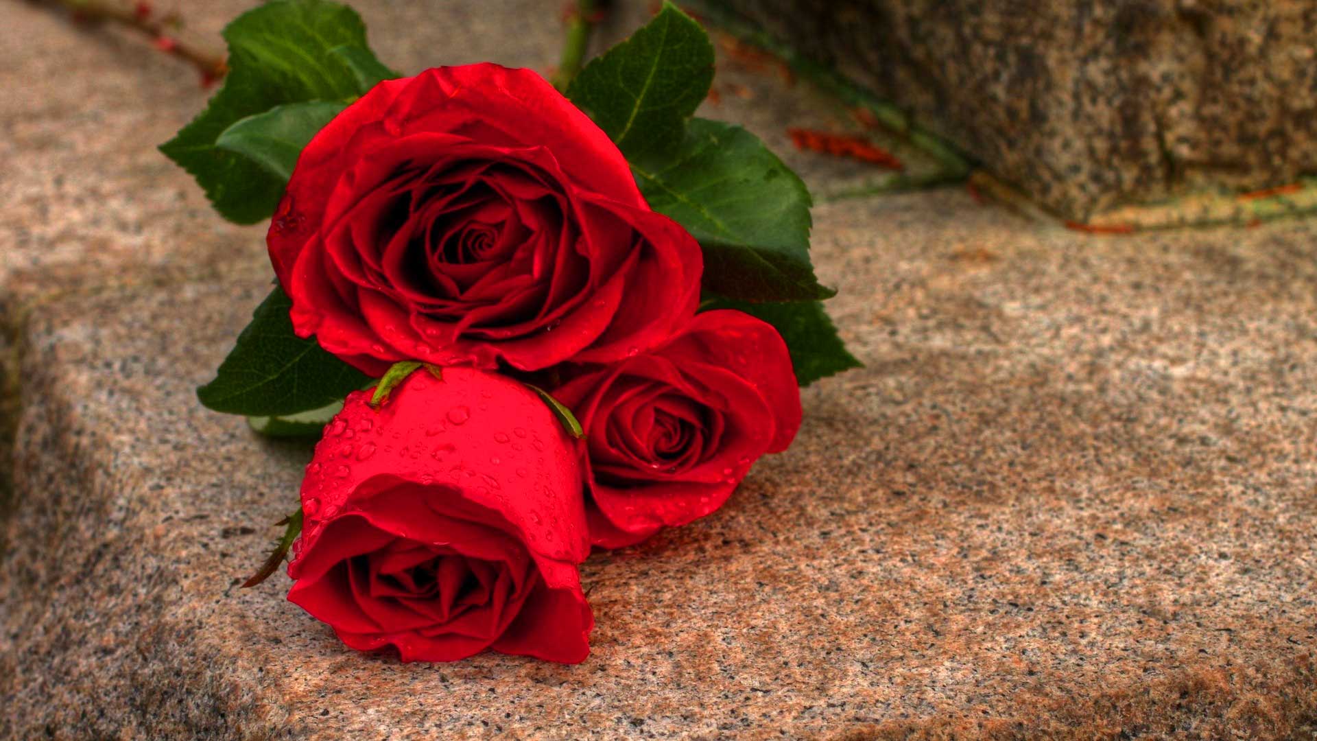 Red Rose Desktop Backgrounds 1920x1080