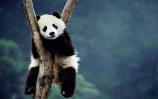 Cute Panda Pictures Wallpaper HD