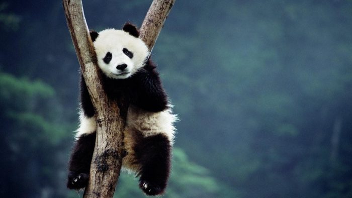 Cute Panda Pictures Wallpaper Hd - Live Wallpaper Hd