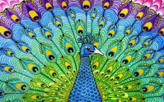 Peacock Painting Wallpaper