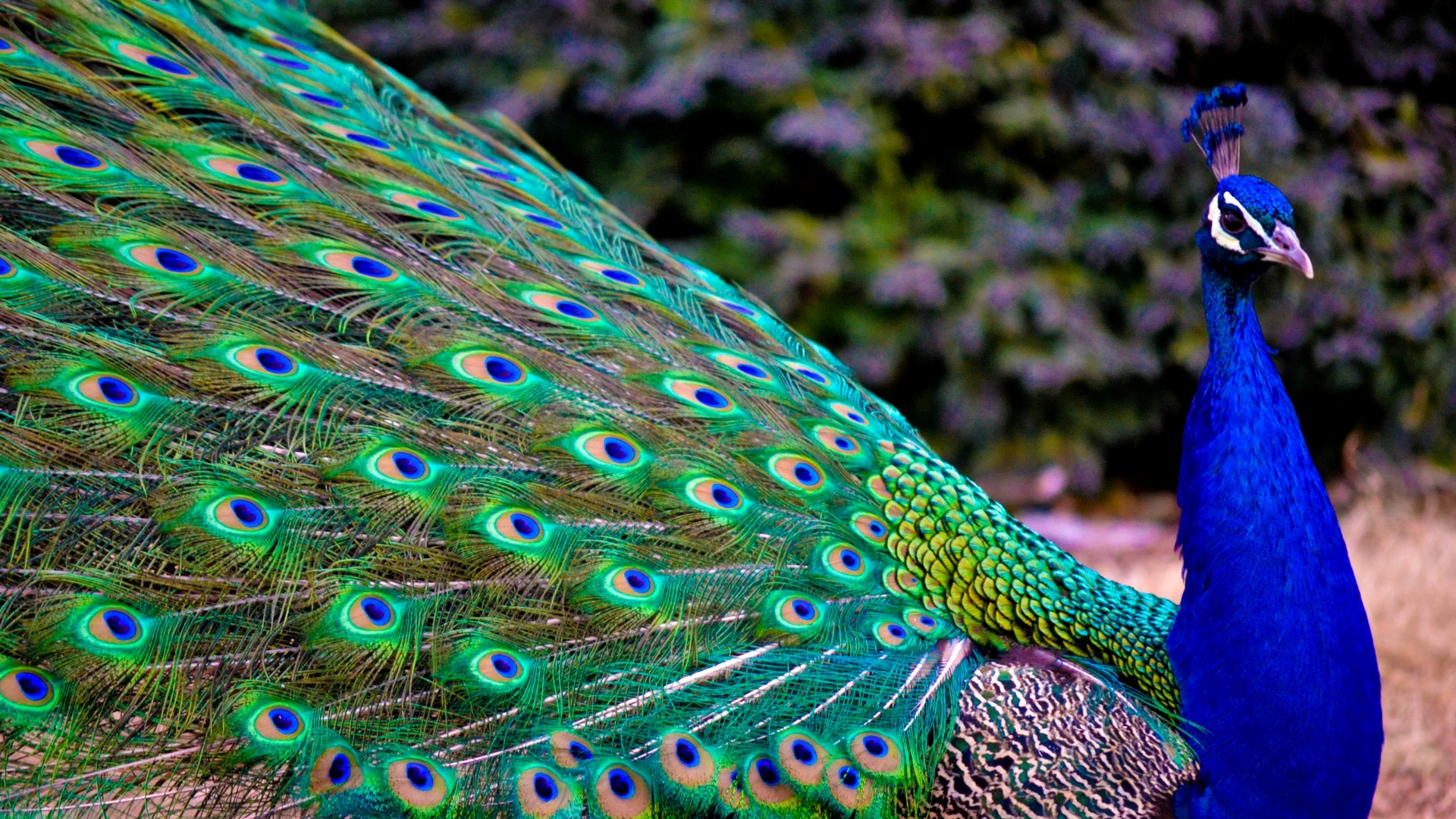 Peacock Wallpaper For Laptop