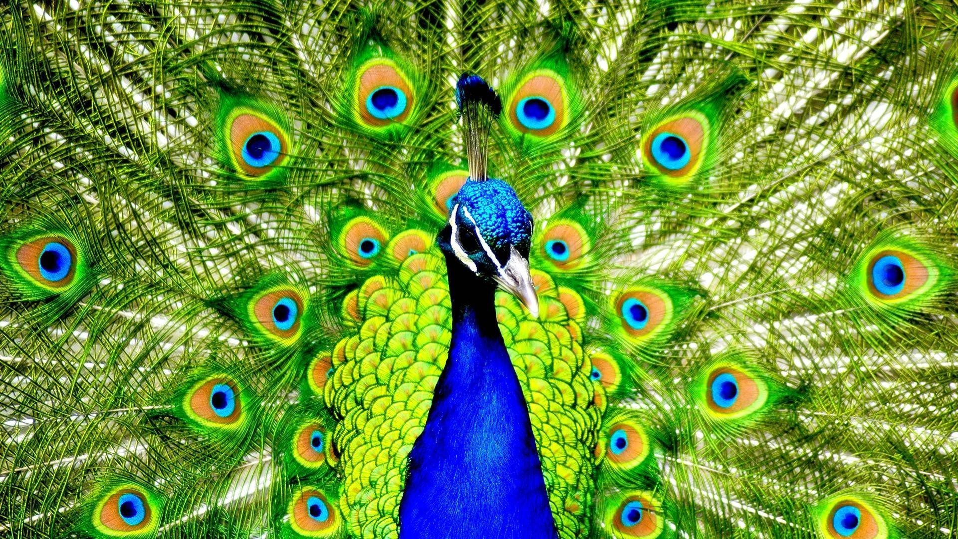 Peacock Wallpaper HD 1920x1080