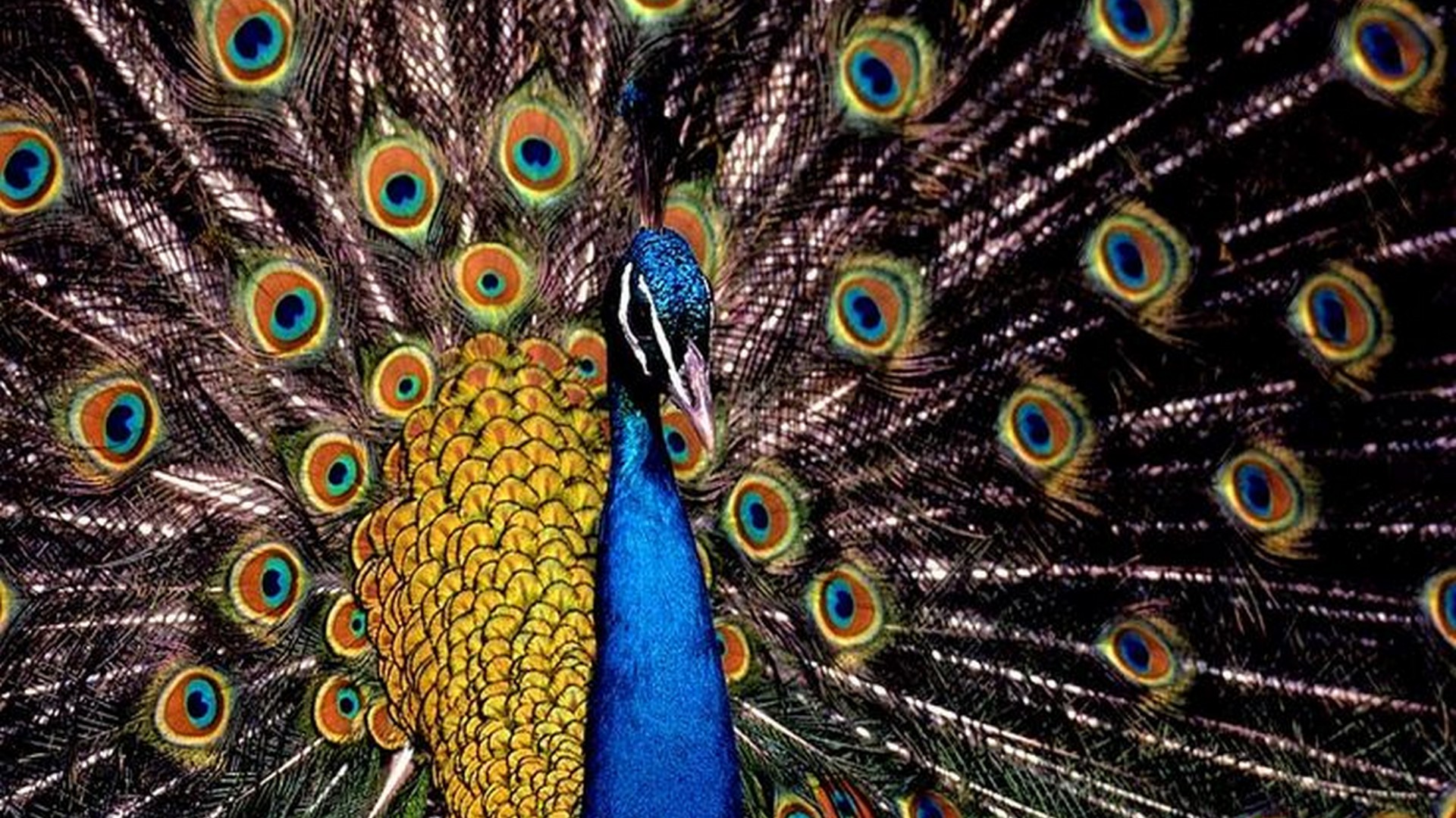 Peacock Wallpaper Screensaver