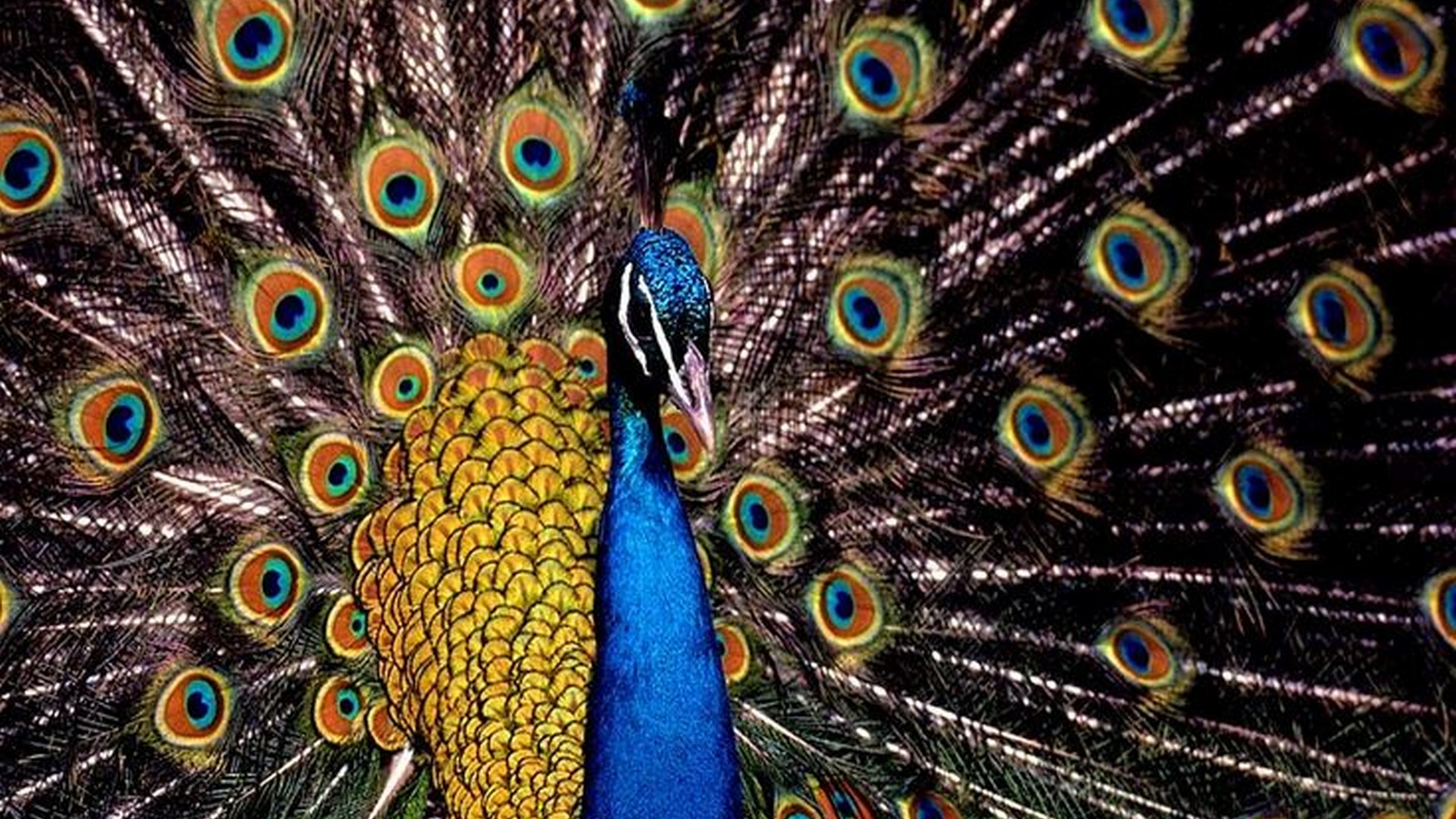 Peacock Wallpaper Screensaver 1920x1080