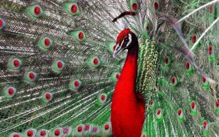 Red Peacock Wallpaper HD