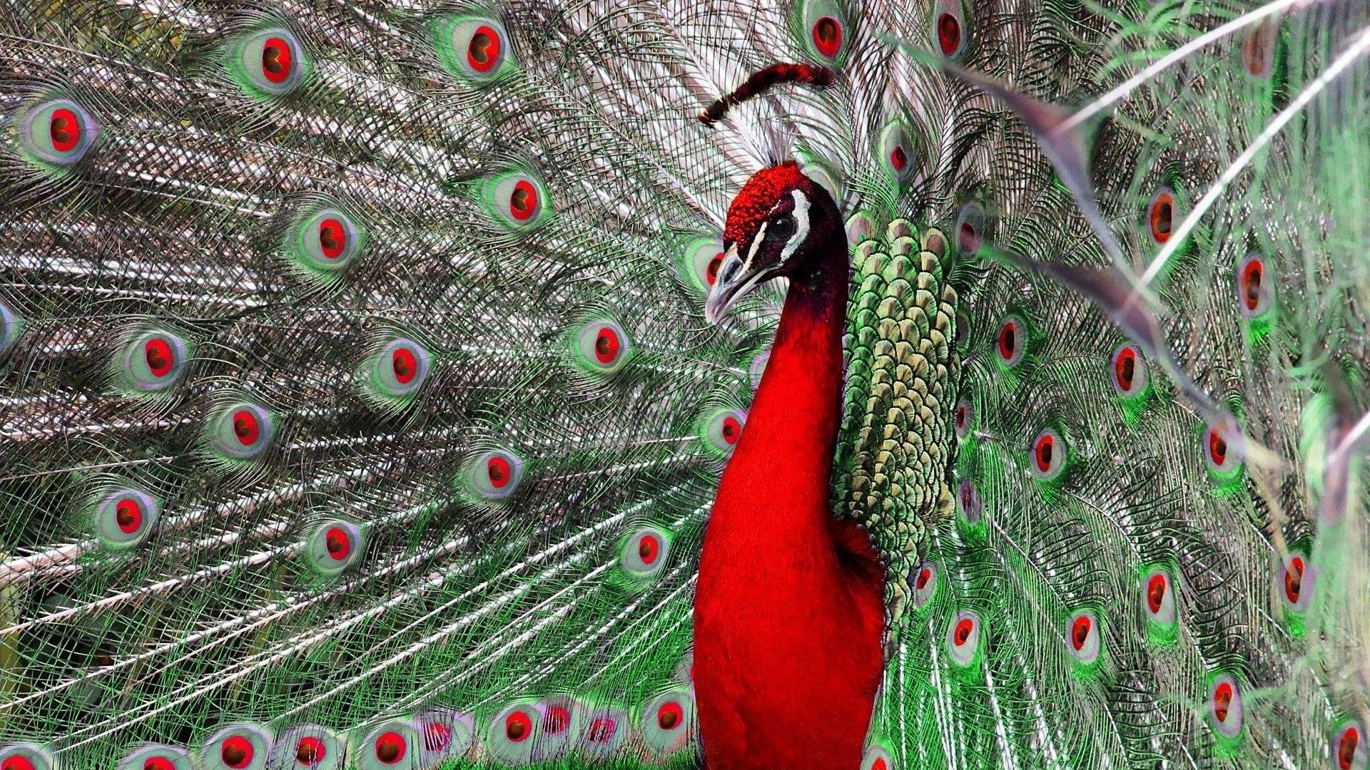 Red Peacock Wallpaper HD 1920x1080