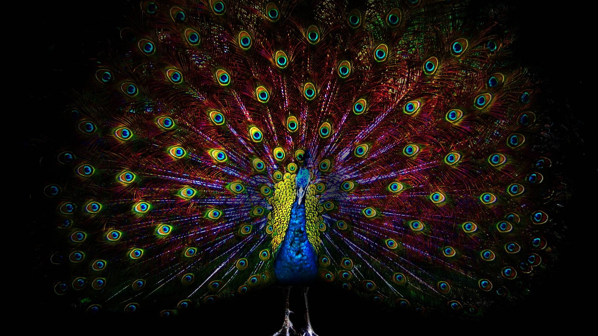 Wallpaper Peacock HD 1920x1080