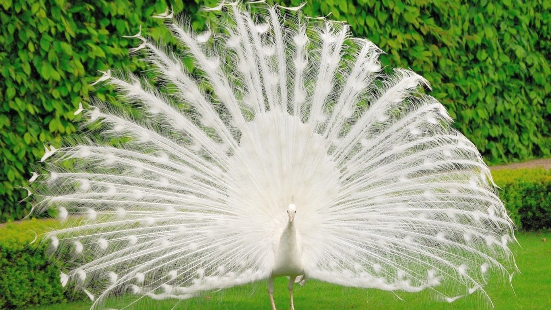 White Peacock Wallpaper HD 1920x1080