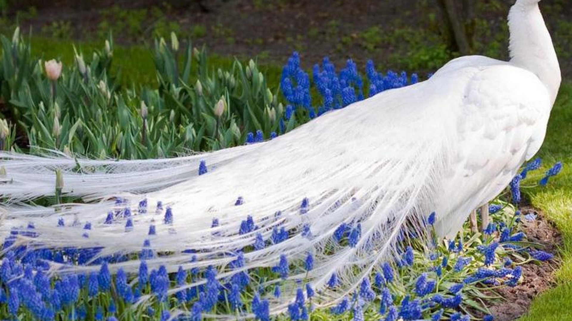 White Peacock Wallpaper