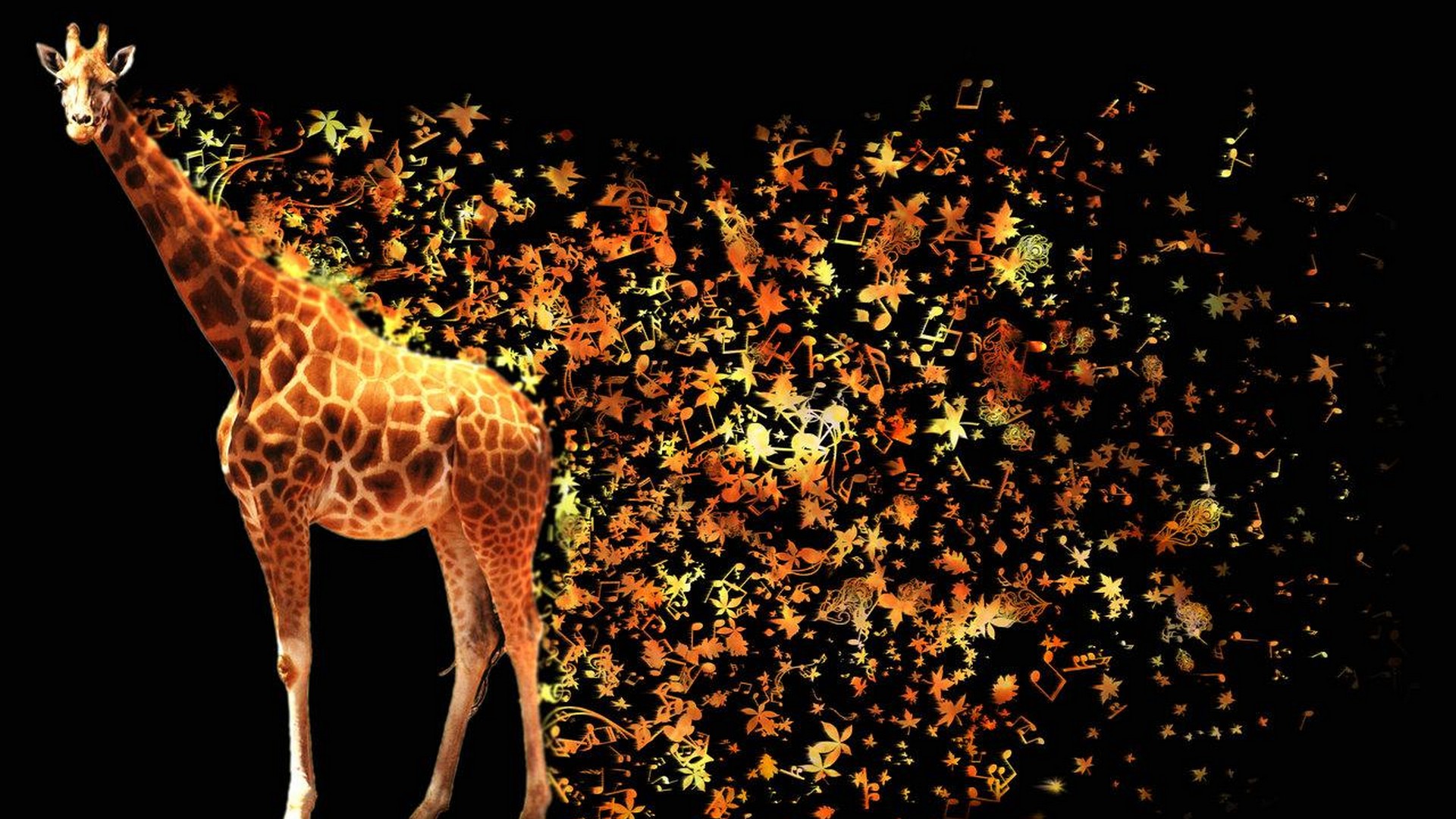 African Giraffe Wallpaper 1920x1080