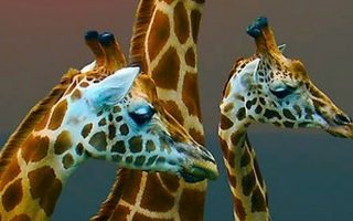 African Giraffe iPhone Wallpaper