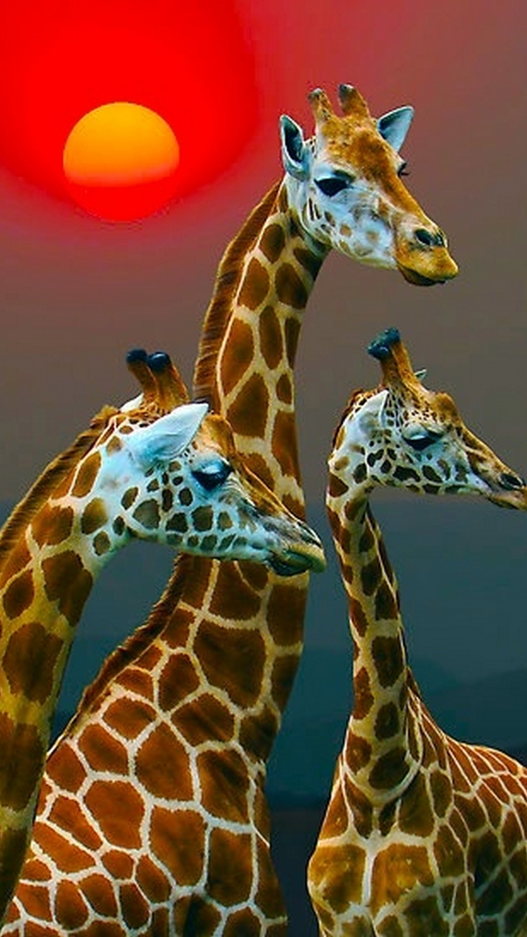African Giraffe iPhone Wallpaper 1080x1920