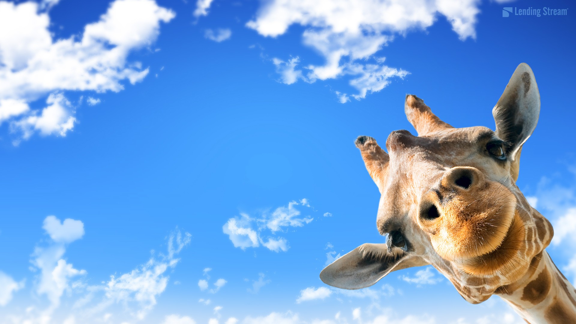 Cute Giraffe Mac Wallpaper 1920x1080