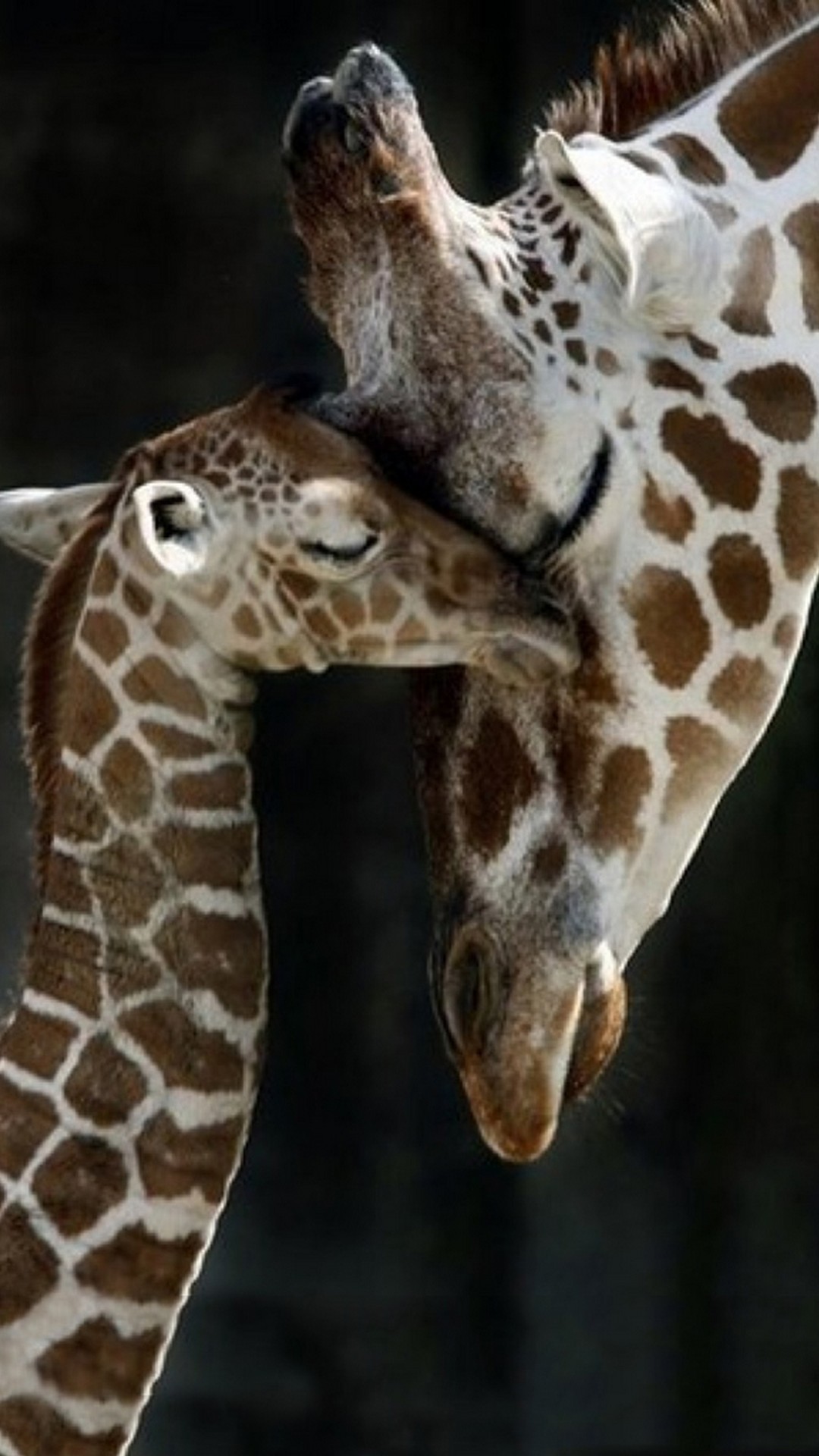 Giraffe Love Wallpaper 1080x1920