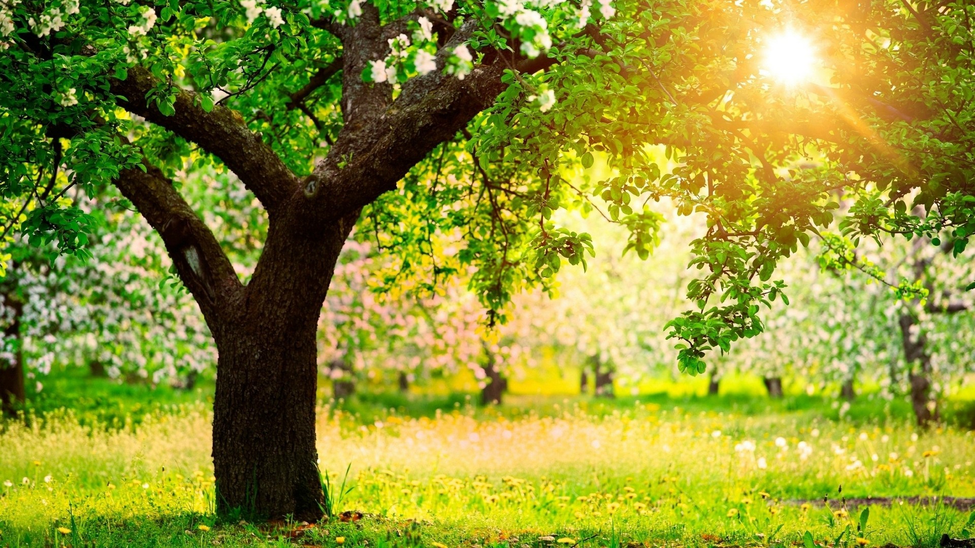 Beautiful Spring Desktop Backgrounds With Resolution 1920X1080