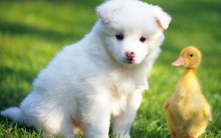 Best Cute Puppies Wallpaper HD With Resolution 1920X1080