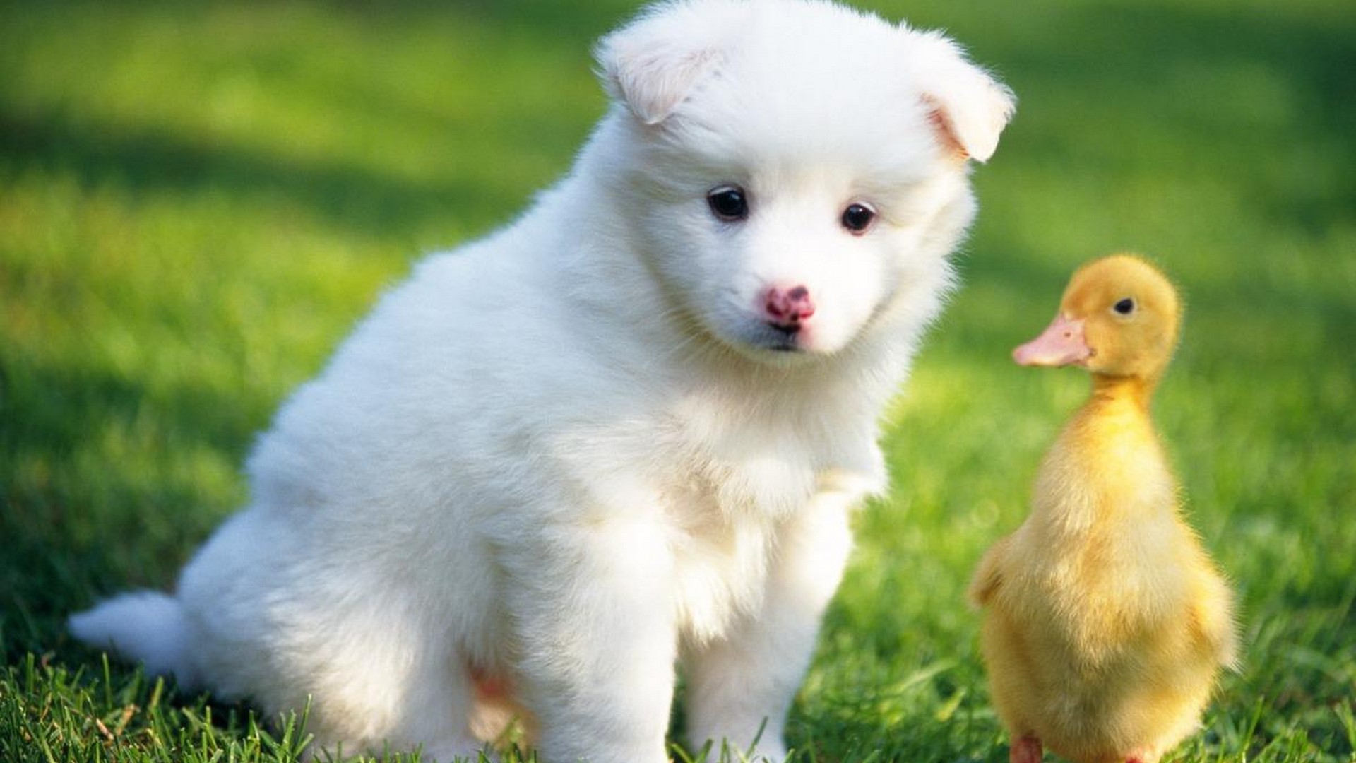 Best Cute Puppies Wallpaper HD With Resolution 1920X1080
