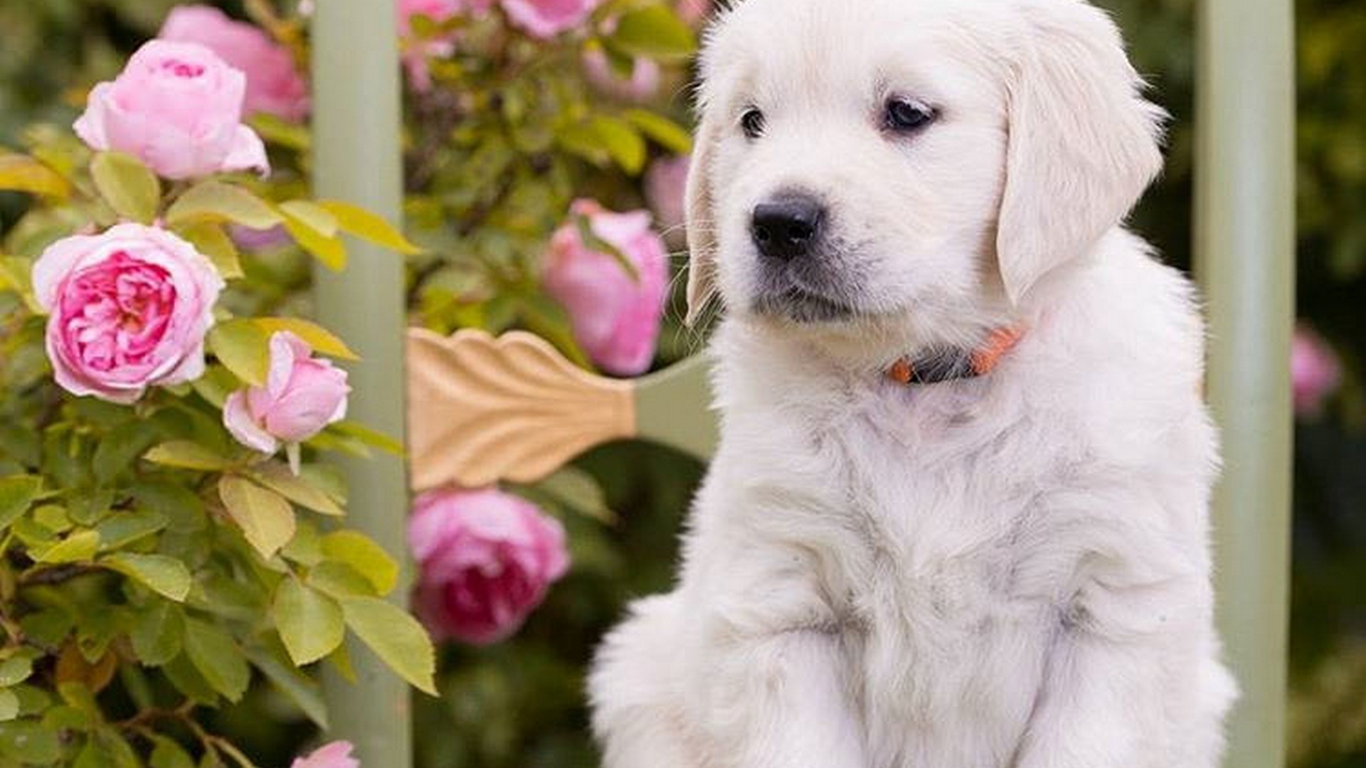 Best Funny Puppies Wallpaper HD With Resolution 1920X1080