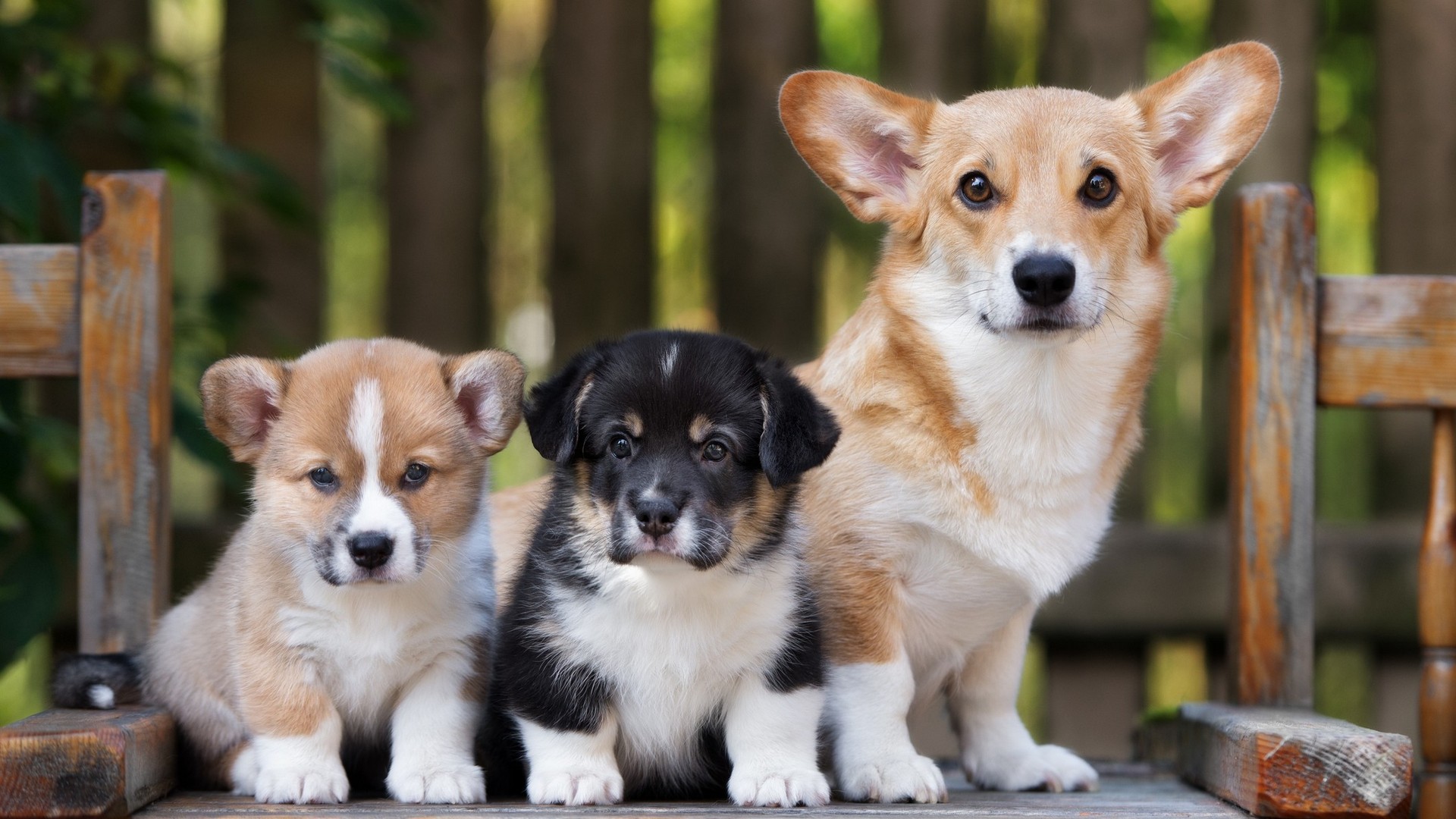 Best Puppies Wallpaper HD With Resolution 1920X1080