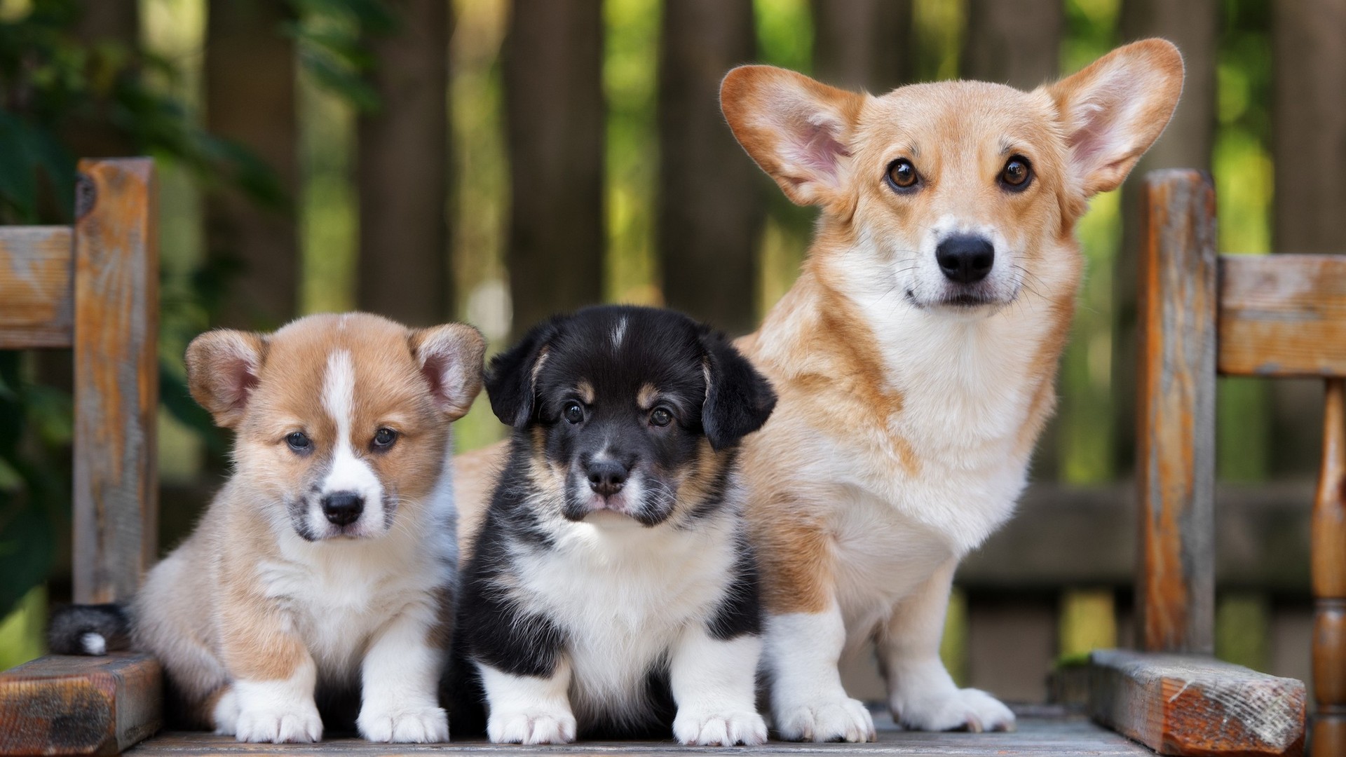 Best Puppies Wallpaper HD 1920x1080