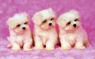 Cute Puppies Background Wallpaper HD With Resolution 1920X1080