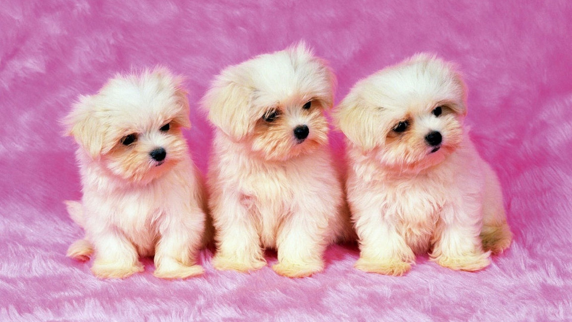 Cute Puppies Background Wallpaper HD 1920x1080