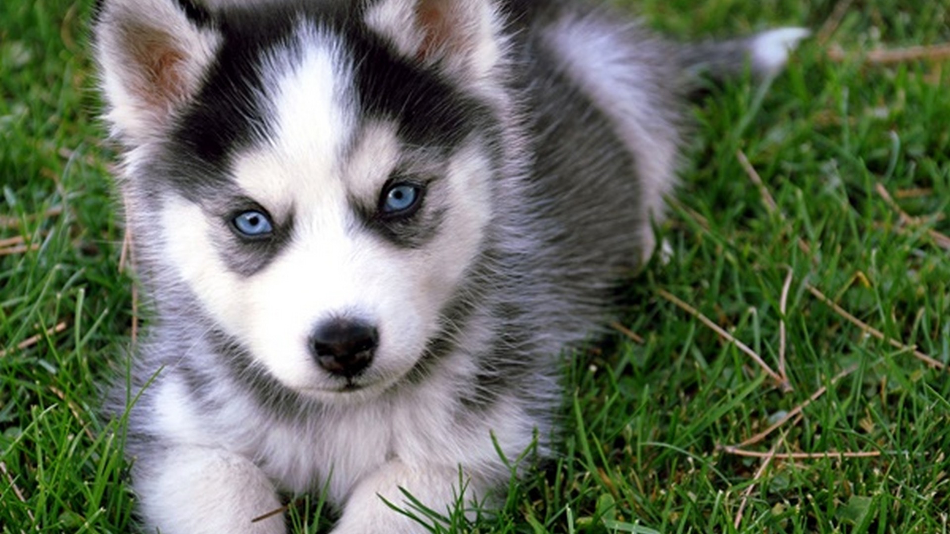 Cute Puppies HD Wallpaper With Resolution 1920X1080