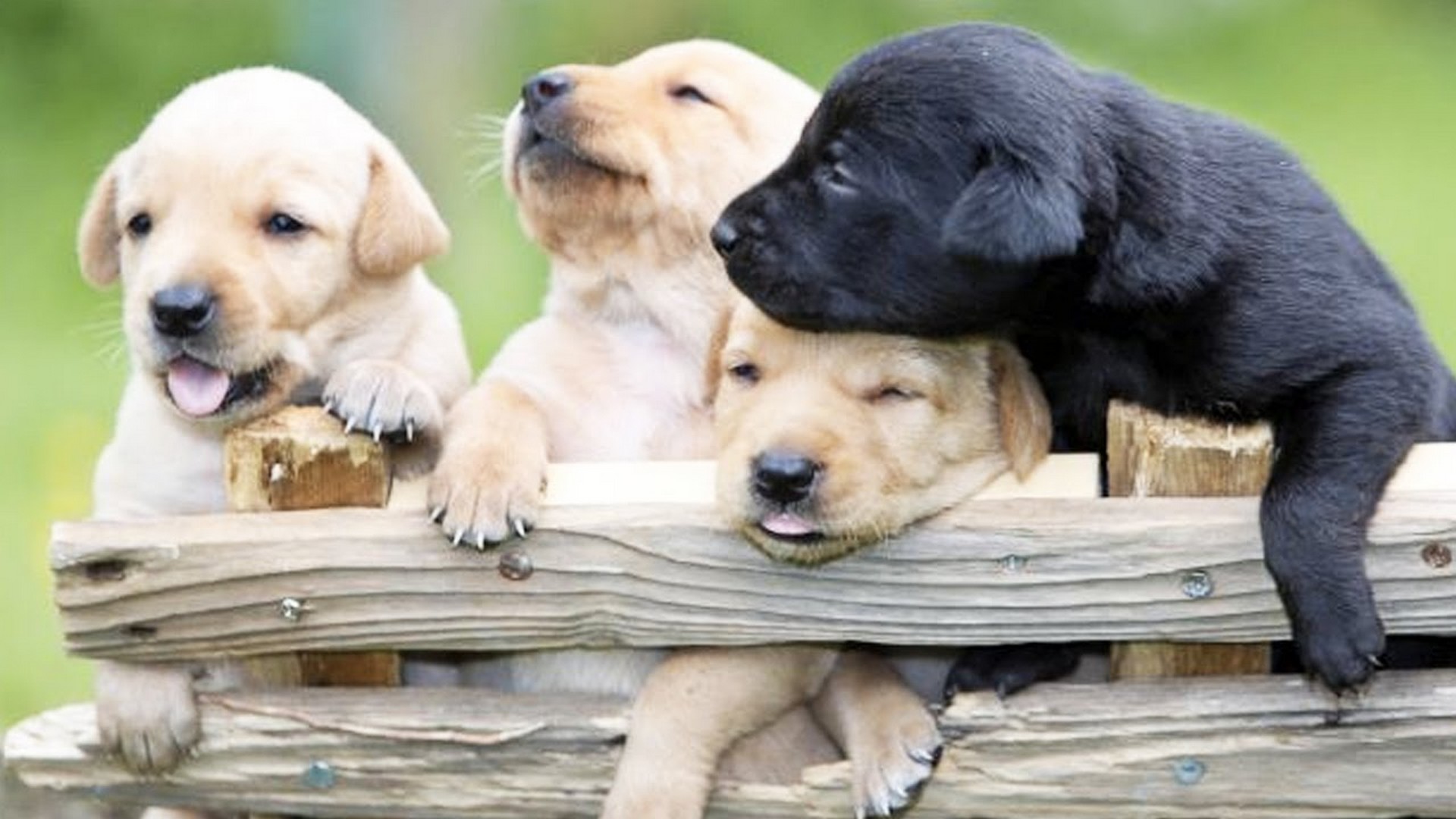 Cute Puppies Pictures Background Wallpaper HD 1920x1080