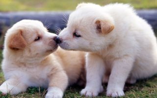 Cute Puppies Pictures HD Wallpaper With Resolution 1920X1080