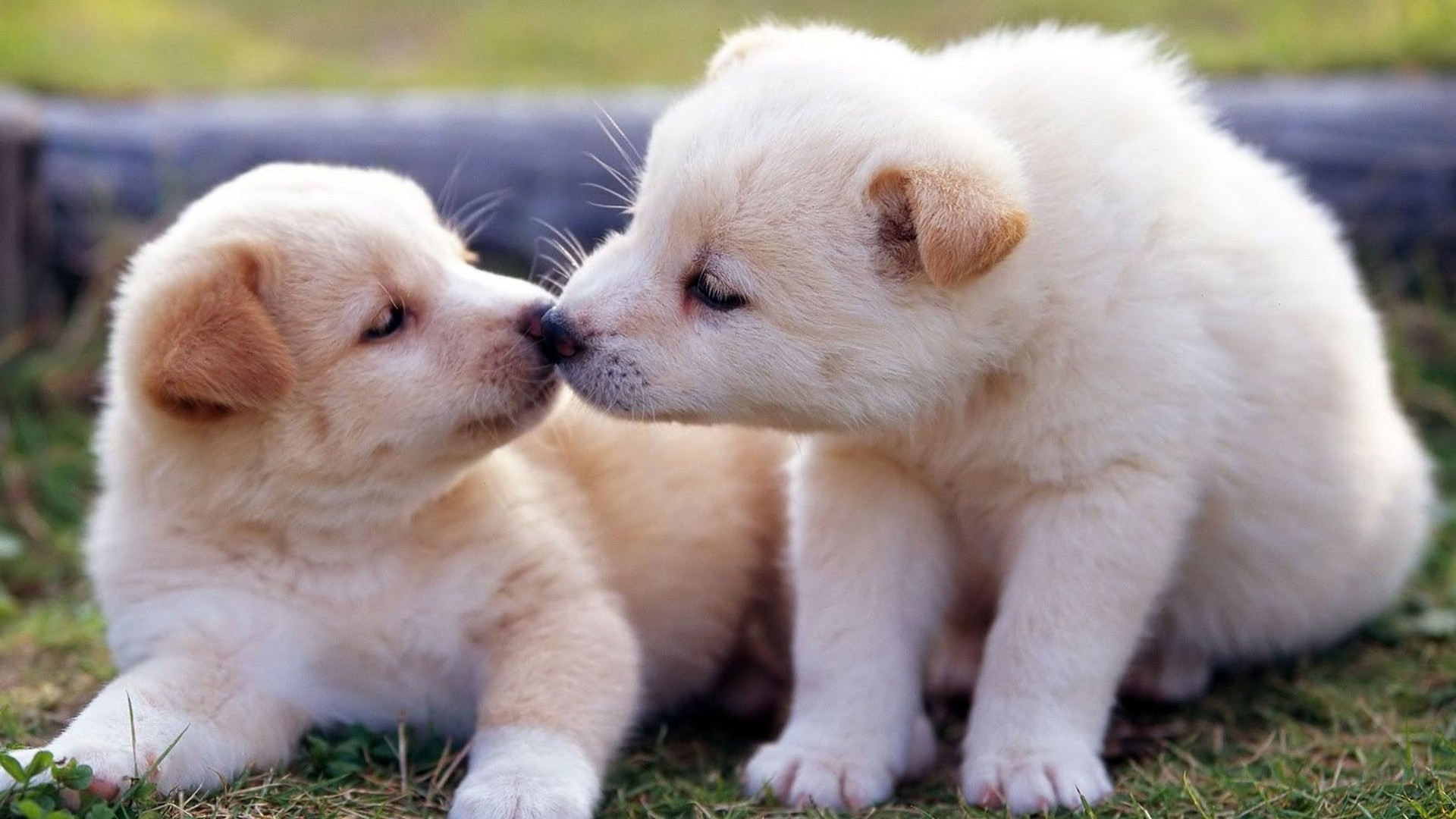 Cute Puppies Pictures HD Wallpaper 1920x1080