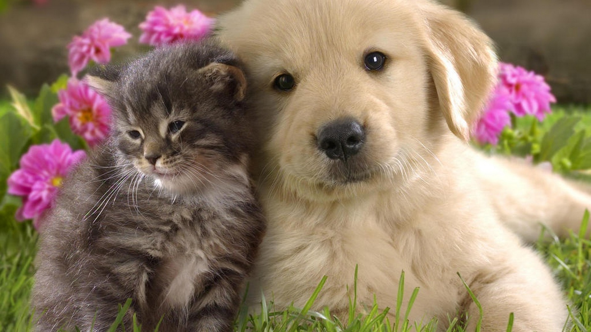 Cute Puppies Pictures Wallpaper HD With Resolution 1920X1080