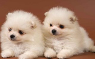 Cute Puppies Wallpaper HD With Resolution 1920X1080