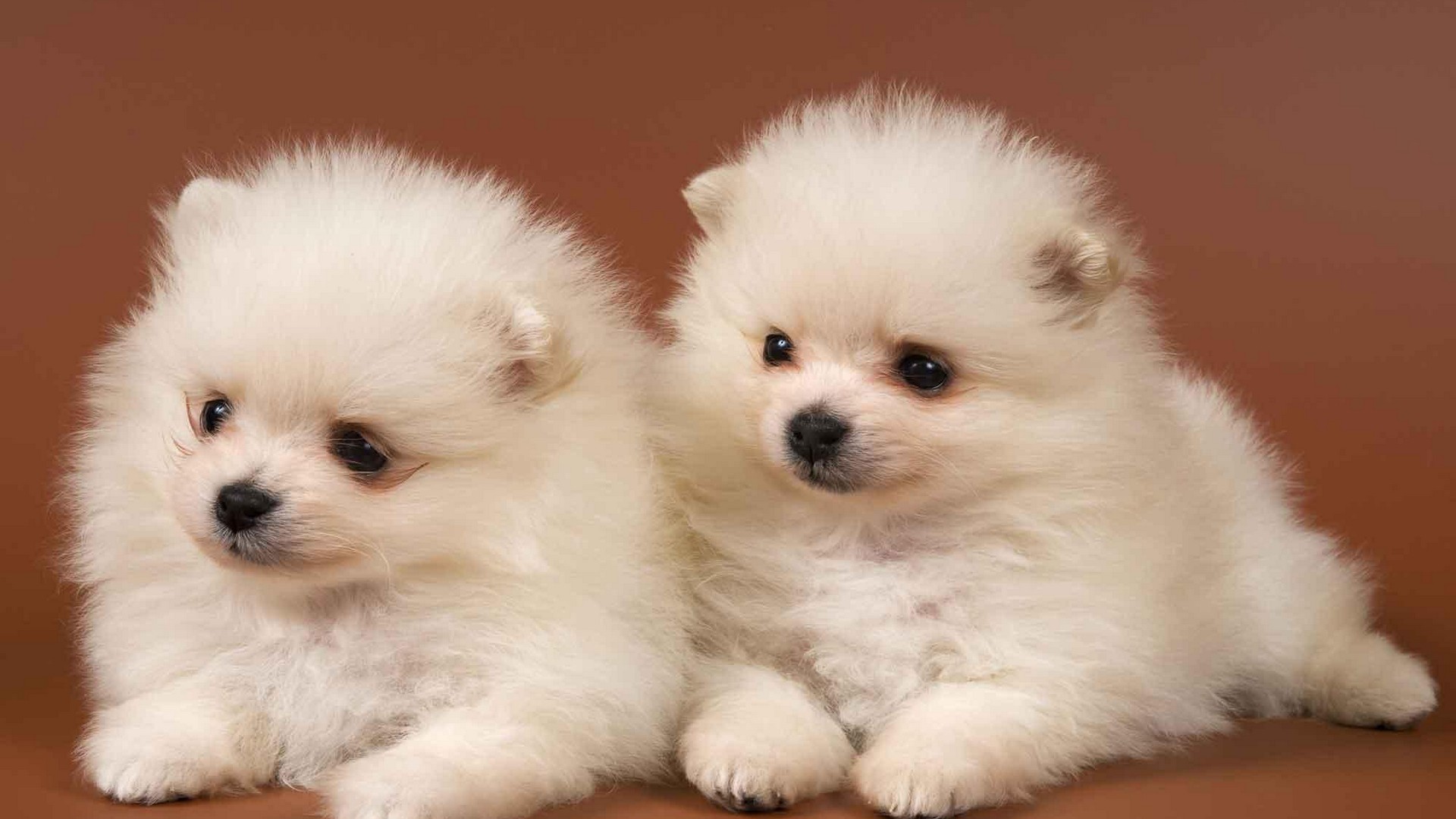 Cute Puppies Wallpaper HD 1920x1080