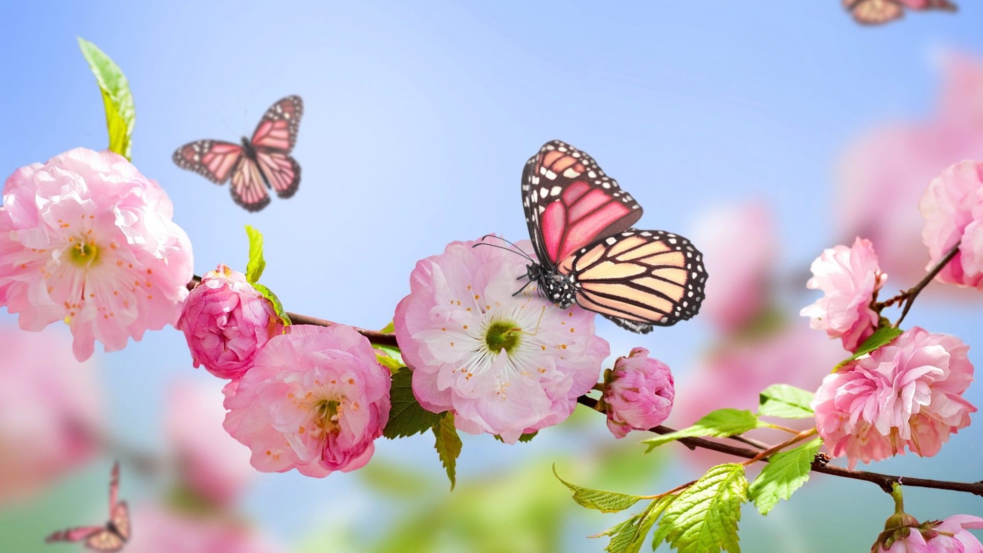 Cute Spring HD Wallpaper With Resolution 1920X1080