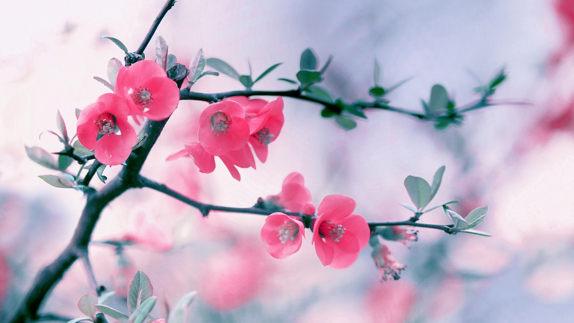 Cute Spring Wallpaper HD With Resolution 1920X1080