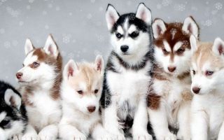 Funny Puppies Background Wallpaper HD With Resolution 1920X1080