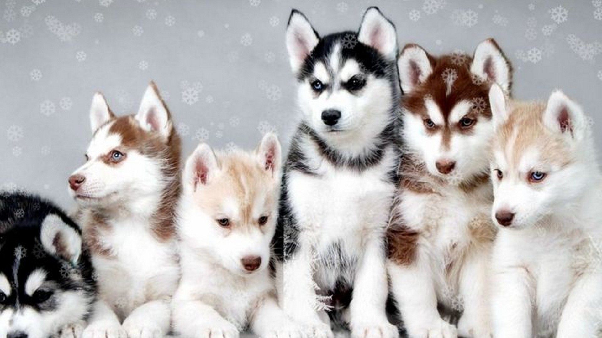 Funny Puppies Background Wallpaper HD 1920x1080