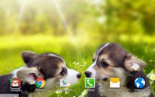 HD Wallpaper Pictures Of Puppies With Resolution 1920X1080