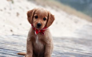 HD Wallpaper Puppies With Resolution 1920X1080