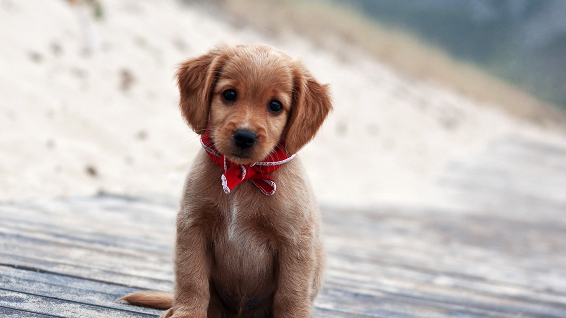 HD Wallpaper Puppies With Resolution 1920X1080